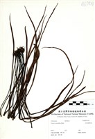 藏品(垂葉書帶蕨)的圖片